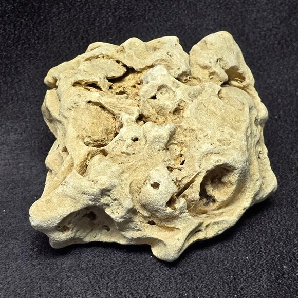 Genuine Fossilized Coral Reef Stone Ocean Coastal Home Decor Display Aqua - Picture 5 of 10